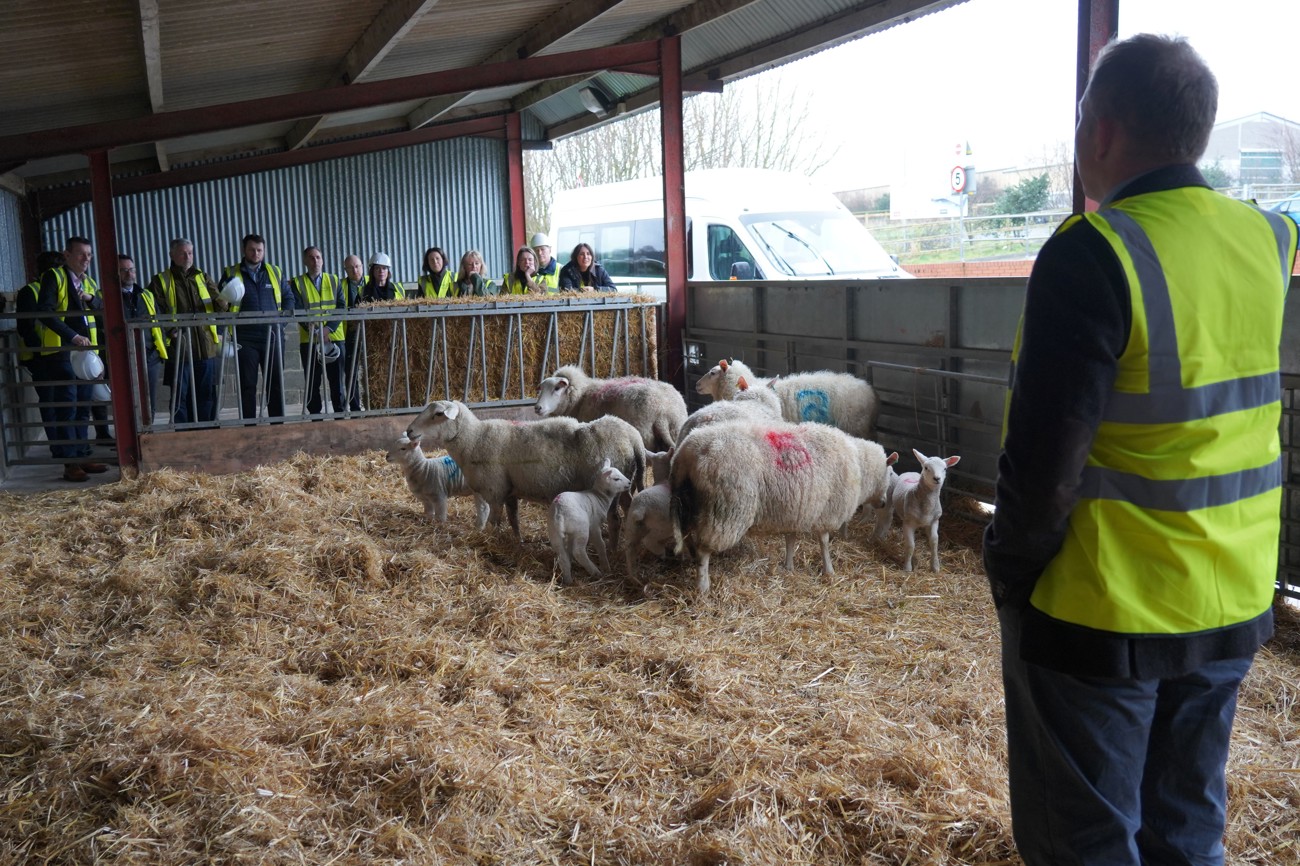 Dairy Sheep Wales launch
